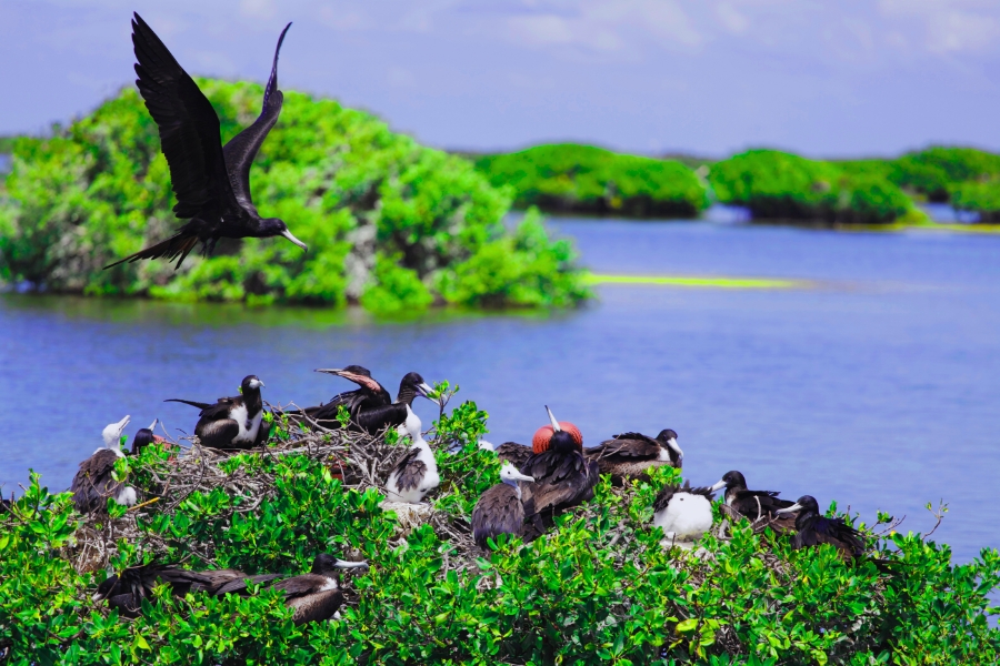 How to Explore Frigate Bird Sanctuary and the Nearby 11-Mile Beach