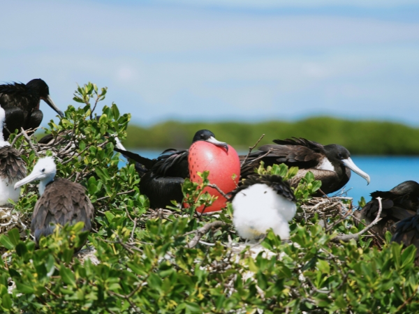 How to Explore Frigate Bird Sanctuary and the Nearby 11-Mile Beach